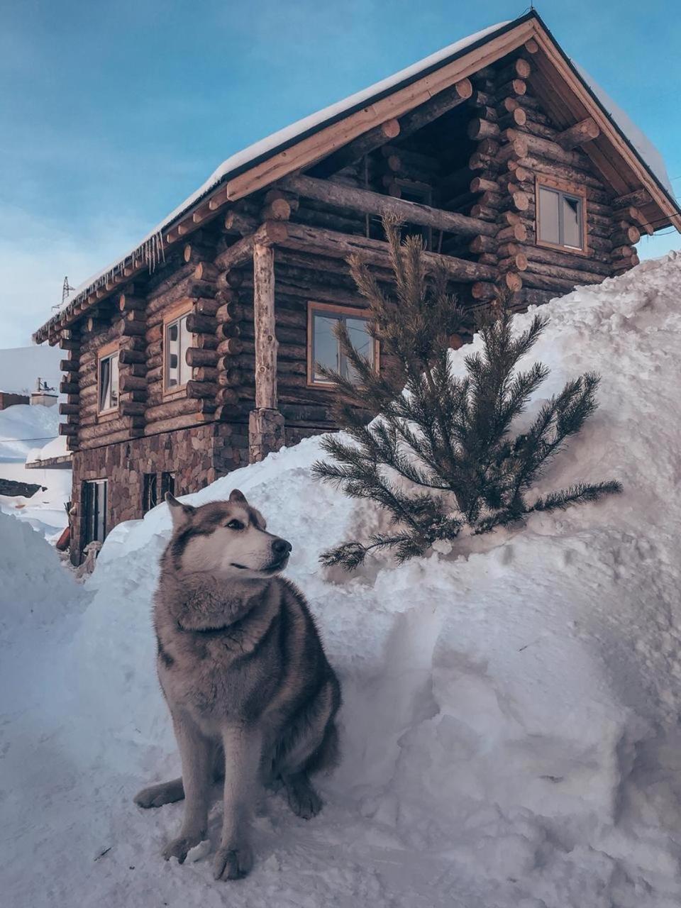 Mountain Cricket Chalets And Apartments Gudauri Ngoại thất bức ảnh